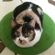 えりっけむ