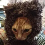 すぬぅの画像