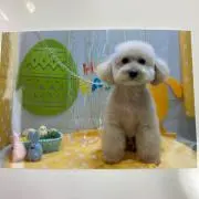 たまの画像