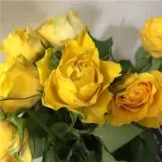 バティの画像