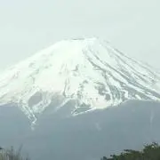 ヒマワリの画像
