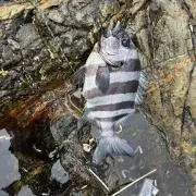 むら