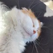 めるめるの画像