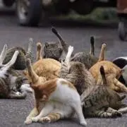 129の画像