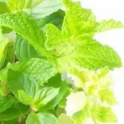 mint15の画像
