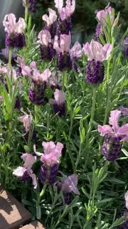 Flowerの画像