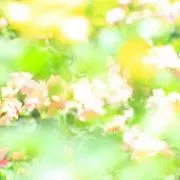 Li