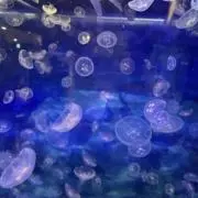 aの画像