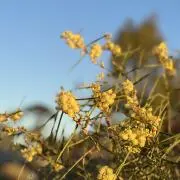 泡の画像
