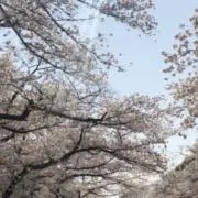 k_a_iの画像