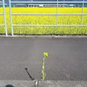 超貴重〉北野武 「その男、区暴につき」&「HANA一BI」シナリオ」、他