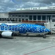 よっぴの画像