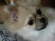 ころん