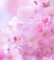 MOMOの画像
