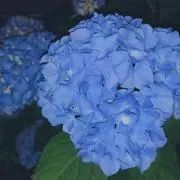ことりの画像