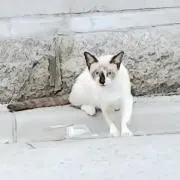 てつの画像