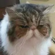 ゆみ