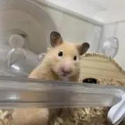 むぎ7/30,31お休みしますの画像