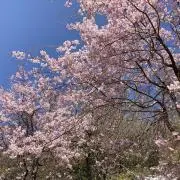 あいの画像