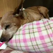 よっこ