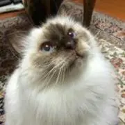 鰻重の画像