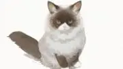 シャムジャム