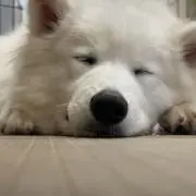 年明けお値下げ adidas ビックバッグ ブラック Z51320 - メルカリ