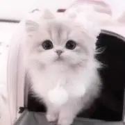 miuの画像
