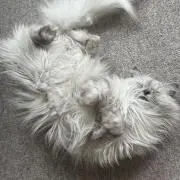 mimicoの画像