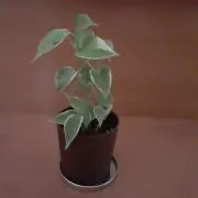 greenの画像