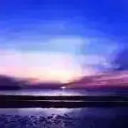 mimozaの画像