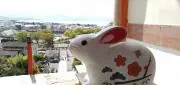 こすもすの画像