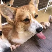はまのの画像