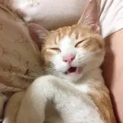 まよねこ