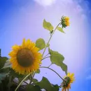 ☆ひな☆