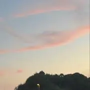 ほうじ茶