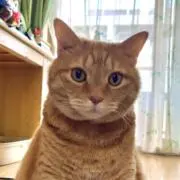 HATAKEmonの画像