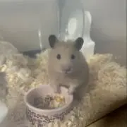 kokoの画像