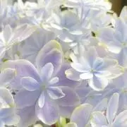 ら