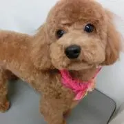 にゃーす