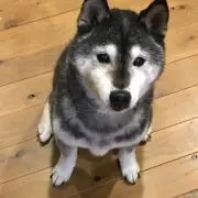 Daiの画像