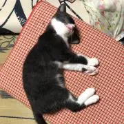 あかみそ（大半お仕事）プロフ参照の画像