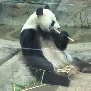 たけぞうの画像