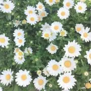 シズク