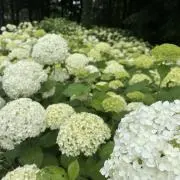 かな