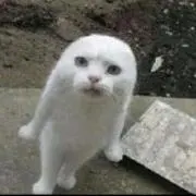 ナンの画像