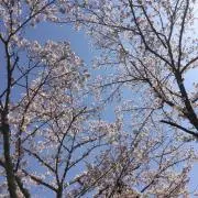 Taiyoの画像