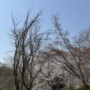 mzk