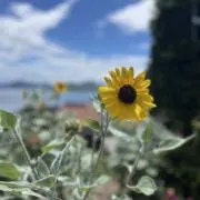 ひままわりの画像