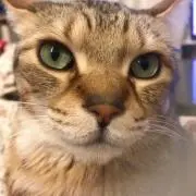 ロクママ